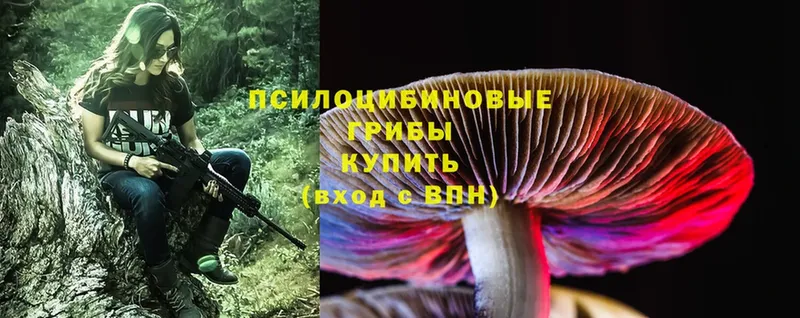 Галлюциногенные грибы Cubensis  blacksprut зеркало  Бородино  купить наркотики цена 